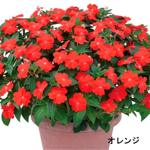 サカタのタネ　サンパチェンス(R) オレンジ(PVP) 10.5cm　春・夏 花苗 花壇 育てやすい 初心者 橙色 | サカタのタネ