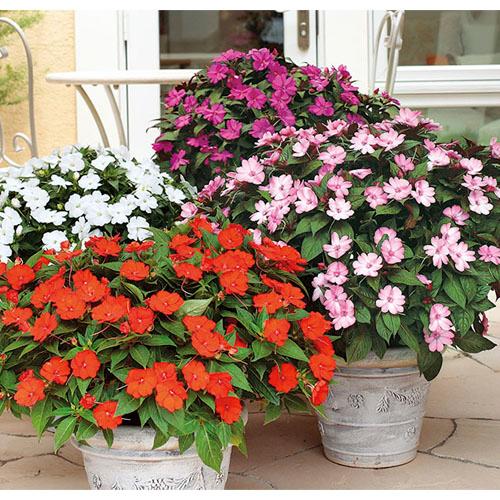 サカタのタネ　サンパチェンス(R) オレンジ(PVP) 10.5cm　春・夏 花苗 花壇 育てやすい 初心者 橙色 | サカタのタネ | 01