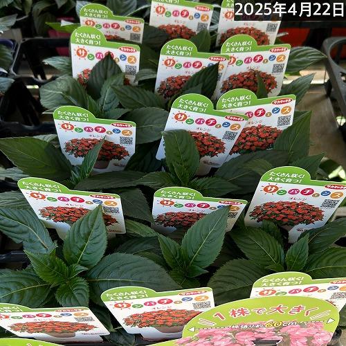 サカタのタネ　サンパチェンス(R) オレンジ(PVP) 10.5cm　春・夏 花苗 花壇 育てやすい 初心者 橙色 | サカタのタネ | 05