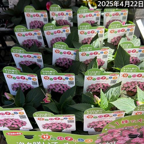 サカタのタネ　サンパチェンス(R) プリティピンク(品種登録出願中) 10.5cmp　春・夏 花苗 花壇 育てやすい 初心者 桃色 | サカタのタネ | 05