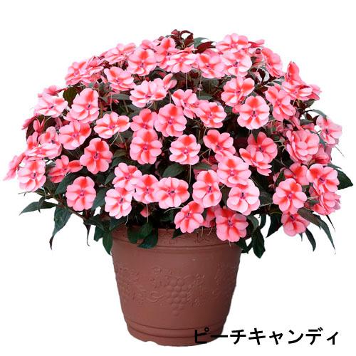 サカタのタネ　サンパチェンス(R) ピーチキャンディー(品種登録出願中) 10.5cm　春・夏 花苗 花壇 育てやすい 初心者 桃色 | サカタのタネ