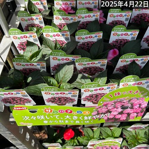 サカタのタネ　サンパチェンス(R) レッドキャンディー(品種登録出願中) 10.5cm　春・夏 花苗 花壇 育てやすい 初心者 赤色 | サカタのタネ | 05