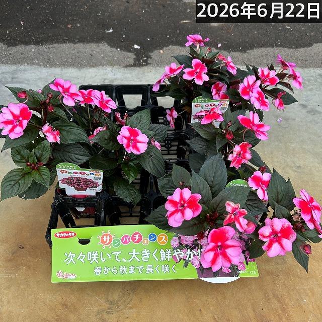 【訳あり】サカタのタネ サンパチェンス(R) レッドキャンディー(PVP) 10.5cm　春・夏 花苗 花壇 育てやすい 初心者 赤色 | サカタのタネ | 05