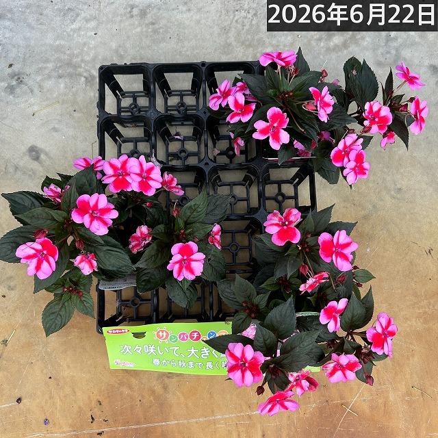 【訳あり】サカタのタネ サンパチェンス(R) レッドキャンディー(PVP) 10.5cm　春・夏 花苗 花壇 育てやすい 初心者 赤色 | サカタのタネ | 06