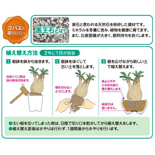 花ごころ 塊根植物の土 2L　コーデックス 塊茎植物 専用用土 はなごころ | 花ごころ | 01