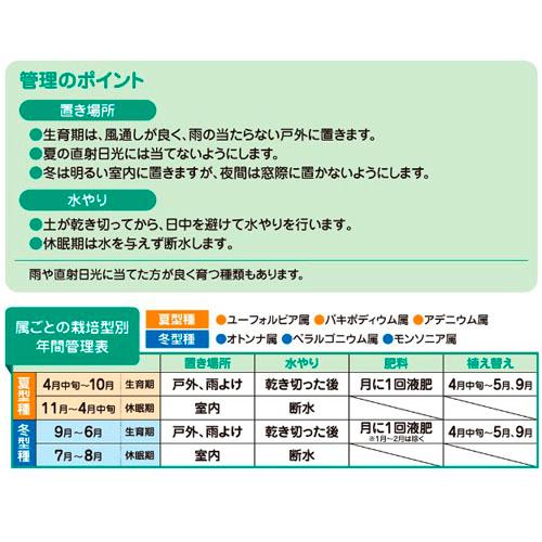 花ごころ 塊根植物の土 2L　コーデックス 塊茎植物 専用用土 はなごころ | 花ごころ | 02