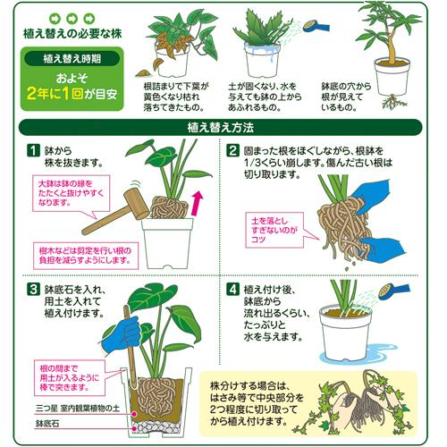 用土　花ごころ 三つ星室内観葉植物の土 10L　【4袋まで購入可】観葉植物 塊根植物 インドアプランツ 鹿沼土 |  | 02