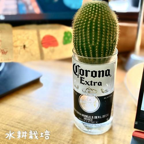 コロナビール 雑貨 グッズ アメリカン雑貨 コロナボトル  ペン 歯ブラシ 立て ガラス 水耕栽培 ポット 容器 花瓶【T's WORKS コロナバシーハ(外装箱なし)】 |  | 05
