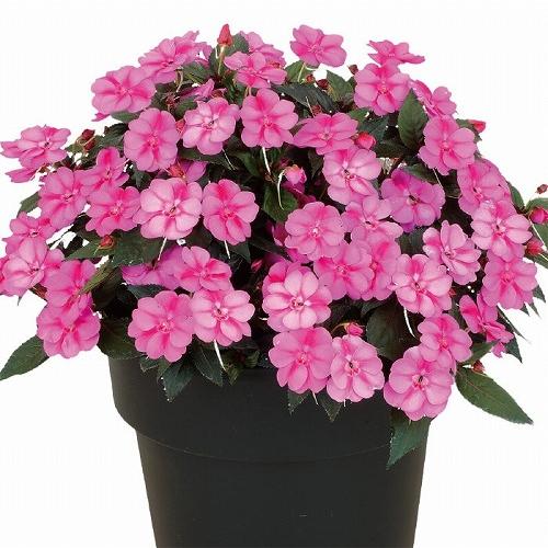 サカタのタネ サンパチェンス(R) パープルキャンディー(品種登録出願中) 10.5cm　春・夏 花苗 花壇 育てやすい 初心者 紫色 桃色 2024新品種 | サカタのタネ