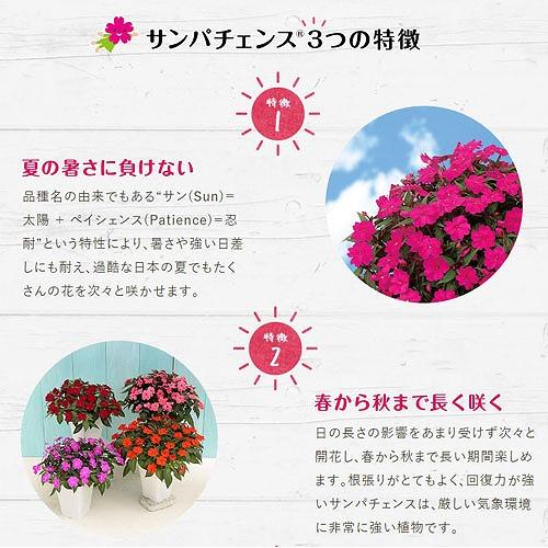 サカタのタネ サンパチェンス(R) パープルキャンディー(品種登録出願中) 10.5cm　春・夏 花苗 花壇 育てやすい 初心者 紫色 桃色 2024新品種 | サカタのタネ | 02