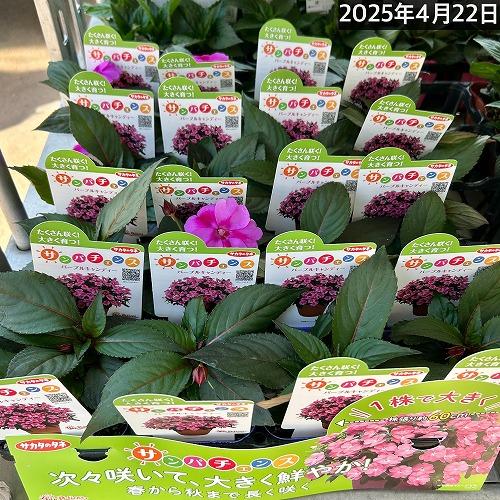 サカタのタネ サンパチェンス(R) パープルキャンディー(品種登録出願中) 10.5cm　春・夏 花苗 花壇 育てやすい 初心者 紫色 桃色 2024新品種 | サカタのタネ | 05