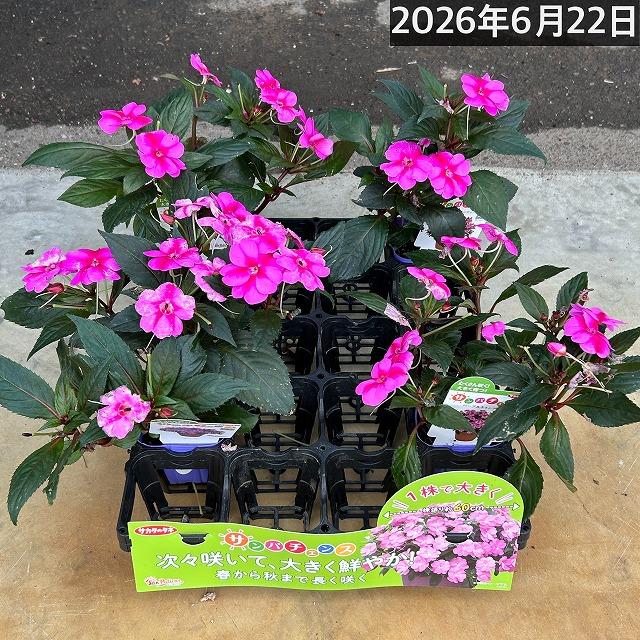 【訳あり】サカタのタネ サンパチェンス(R) パープルキャンディー PVP 10.5cm　春・夏 花苗 花壇 育てやすい 初心者 紫色 桃色 2024新品種 | サカタのタネ | 05