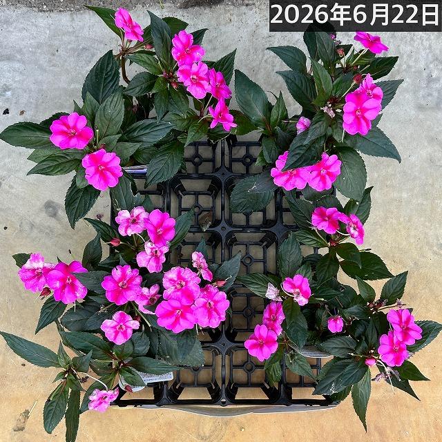 【訳あり】サカタのタネ サンパチェンス(R) パープルキャンディー PVP 10.5cm　春・夏 花苗 花壇 育てやすい 初心者 紫色 桃色 2024新品種 | サカタのタネ | 06