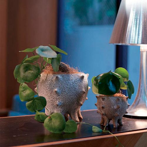 鉢 テオドラ 11 41010 ポット 鉢カバー 塊根植物 コーデックス : LEAFS