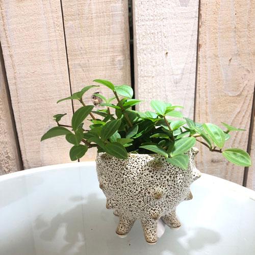 鉢 テオドラ 11 41010 ポット 鉢カバー 塊根植物 コーデックス : LEAFS