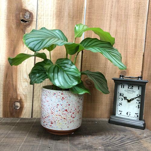 鉢　ラウハ 13 41002　ポット 鉢カバー ポットカバー 観葉植物 |  | 02