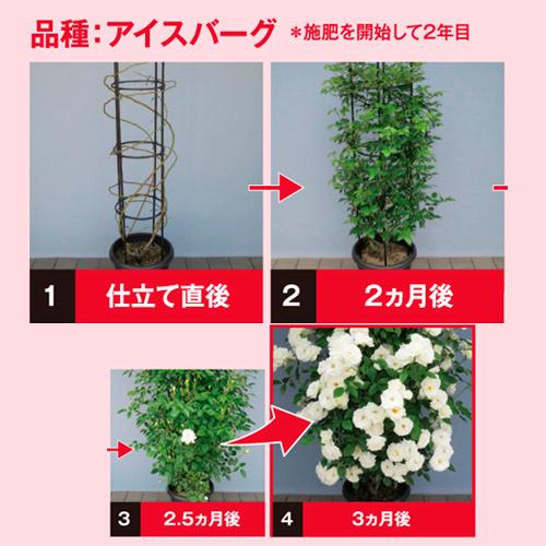 肥料　ハイポブリリアントガーデン バラのまくだけ肥料 1.2kg　バラ まくだけ 元肥　追肥 元気　丈夫 |  | 03