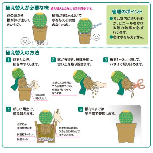 培養土　さぼてん多肉植物の土(中粒) 10L 【最大5袋まで購入可】花ごころ　ゼオライト パーライト 排水 根腐れ防止 |  | 02