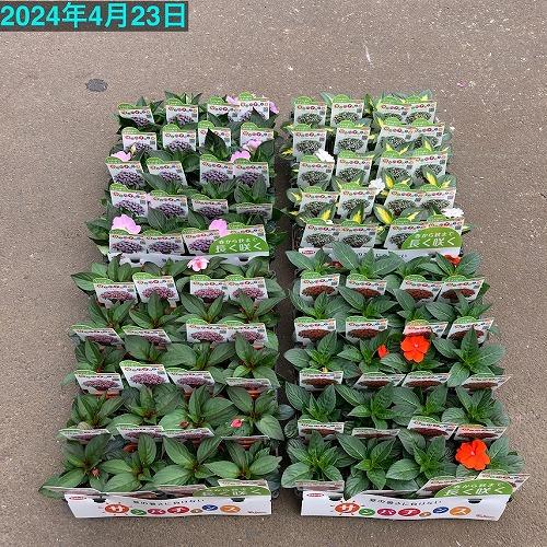 【予約販売】花苗 サカタのタネ サンパチェンス(R) パープル ver.2(品種登録出願中) 10.5cm　春・夏 花苗 花壇 育てやすい 初心者 紫色 | サカタのタネ | 05