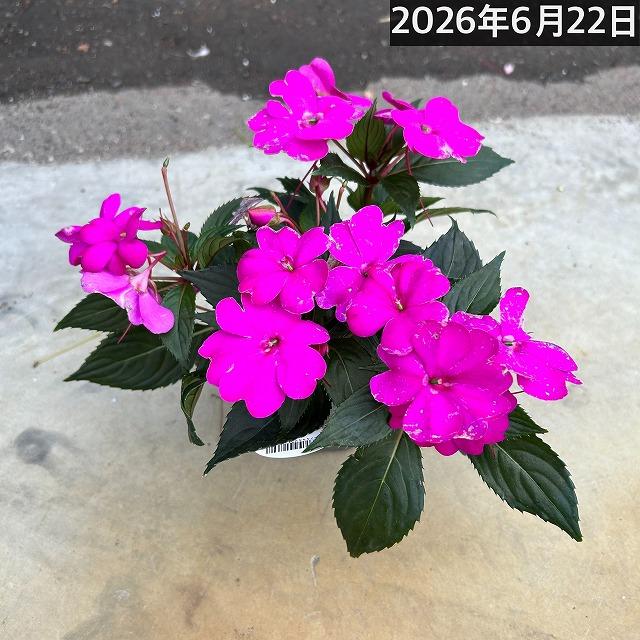 【訳あり】花苗 サカタのタネ サンパチェンス(R) パープル ver.2(品種登録出願中) 10.5cm　春・夏 花苗 花壇 育てやすい 初心者 紫色 | サカタのタネ | 05