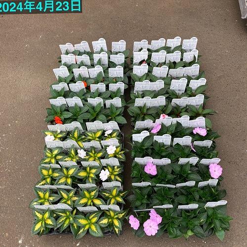 【予約販売】花苗 サカタのタネ サンパチェンス(R) パープル ver.2(品種登録出願中) 10.5cm　春・夏 花苗 花壇 育てやすい 初心者 紫色 | サカタのタネ | 06