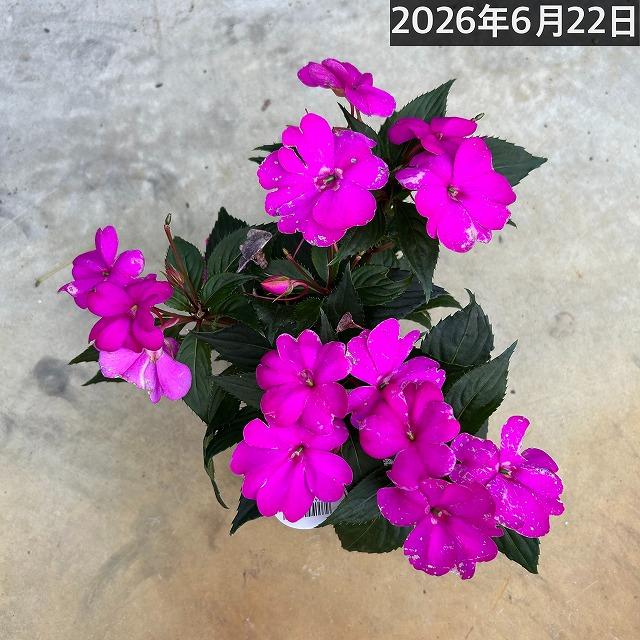 【訳あり】花苗 サカタのタネ サンパチェンス(R) パープル ver.2(品種登録出願中) 10.5cm　春・夏 花苗 花壇 育てやすい 初心者 紫色 | サカタのタネ | 06