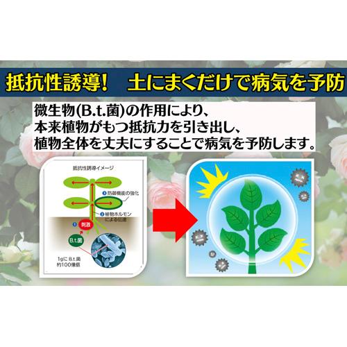 バラ　住友化学園芸 ベニカBT殺菌粒剤(マイローズ) 500g　殺菌剤 オーガニック栽培に使用可能 マイガーデン 病気 |  | 04