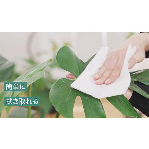観葉植物　住友化学園芸 MY PLANTS(マイプランツ) 葉をきれいにするシート(台紙) 10枚　汚れ ほこり 虫 拭く |  | 02