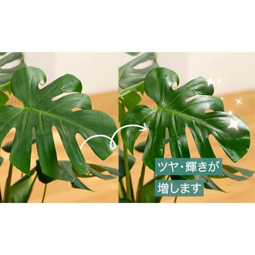 観葉植物　住友化学園芸 MY PLANTS(マイプランツ) 葉をきれいにするシート(台紙) 10枚　汚れ ほこり 虫 拭く |  | 03