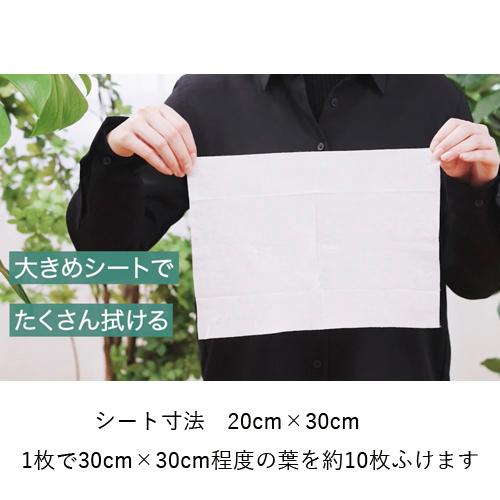 観葉植物　住友化学園芸 MY PLANTS(マイプランツ) 葉をきれいにするシート(台紙) 10枚　汚れ ほこり 虫 拭く |  | 04
