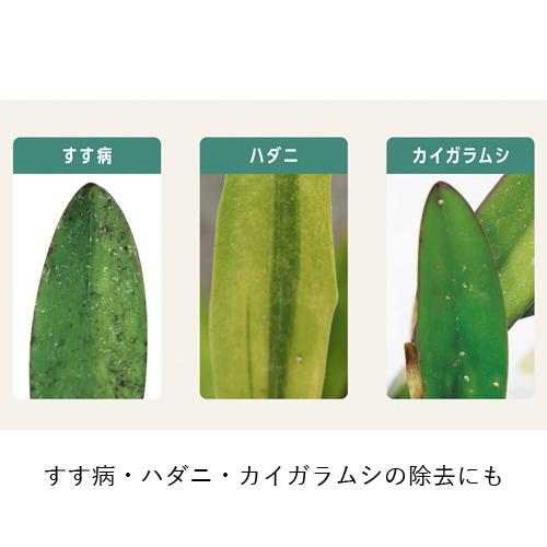 観葉植物　住友化学園芸 MY PLANTS(マイプランツ) 葉をきれいにするシート(台紙) 10枚　汚れ ほこり 虫 拭く |  | 05