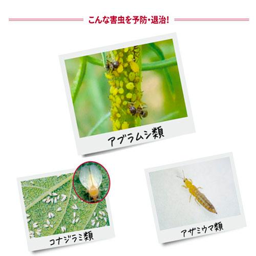 ハイポネックス マグァンプD 500g  殺虫剤入り肥料 害虫予防 いやなにおいが少ない ジノテフラン配合 虫を予防する | ハイポネックス | 04