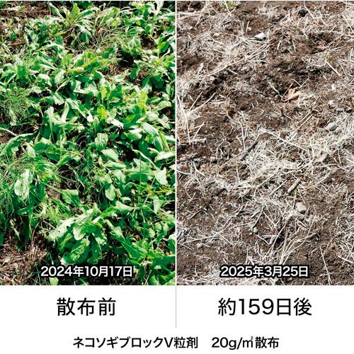 除草剤　レインボー ネコソギブロックV粒剤 800g　雑草 枯らす スギナ 長期間 |  | 01