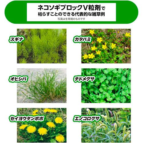 除草剤　レインボー ネコソギブロックV粒剤 800g　雑草 枯らす スギナ 長期間 |  | 06