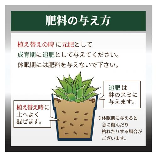 肥料　東商 多肉植物・アガベの肥料 100g【2個までネコポス可】　アガベ 元肥　追肥 植え替え 多肉植物 |  | 08