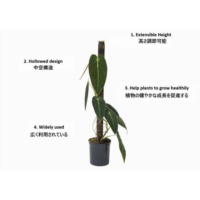 Jolie Nursery 半月型モスポール 30cm 黒 水苔無し(ポール単品)　ジョリーナーセリー 固定・延長可能 支柱 観葉植物 |  | 11