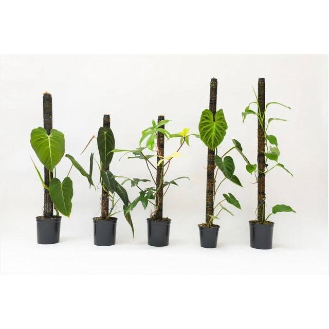 Jolie Nursery 半月型モスポール 30cm 黒 水苔無し(ポール単品)　ジョリーナーセリー 固定・延長可能 支柱 観葉植物 |  | 12