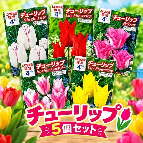 球根　新潟生まれのチューリップ(PVP) 【5袋セット】　秋・冬植え ガーデニング 花壇 品種おまかせ 福袋 | 