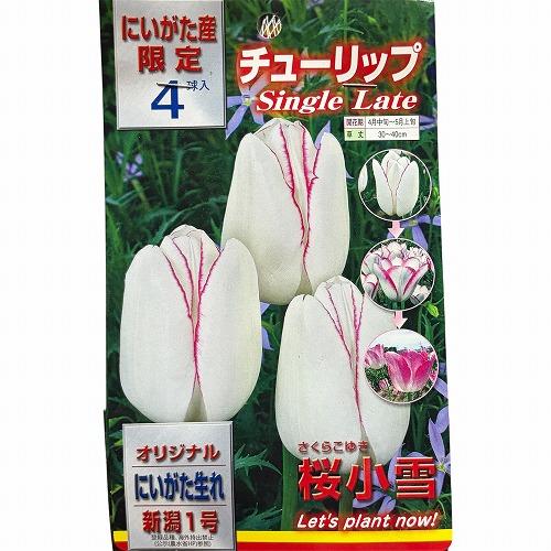 球根　新潟生まれのチューリップ(PVP) 【5袋セット】　秋・冬植え ガーデニング 花壇 品種おまかせ 福袋 |  | 01