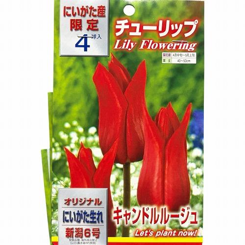 球根　新潟生まれのチューリップ(PVP) 【5袋セット】　秋・冬植え ガーデニング 花壇 品種おまかせ 福袋 |  | 02