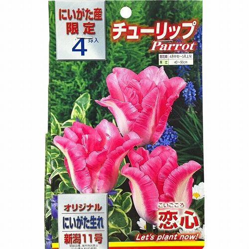 球根　新潟生まれのチューリップ(PVP) 【5袋セット】　秋・冬植え ガーデニング 花壇 品種おまかせ 福袋 |  | 03
