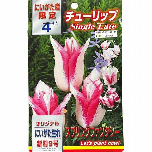 球根　新潟生まれのチューリップ(PVP) 【5袋セット】　秋・冬植え ガーデニング 花壇 品種おまかせ 福袋 |  | 04