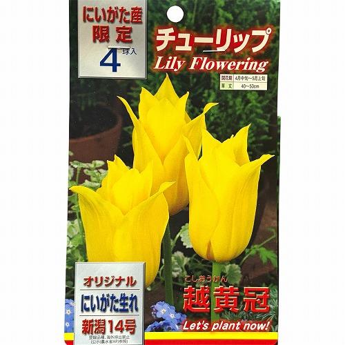 球根　新潟生まれのチューリップ(PVP) 【5袋セット】　秋・冬植え ガーデニング 花壇 品種おまかせ 福袋 |  | 05