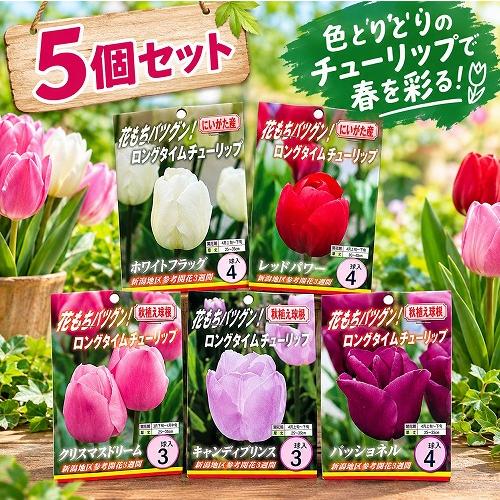 球根　ロングタイムチューリップ【5袋セット】　秋・冬植え ガーデニング 花壇 5品種セット 福袋 | 