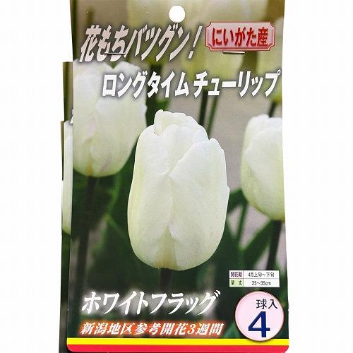 球根　ロングタイムチューリップ【5袋セット】　秋・冬植え ガーデニング 花壇 5品種セット 福袋 |  | 01