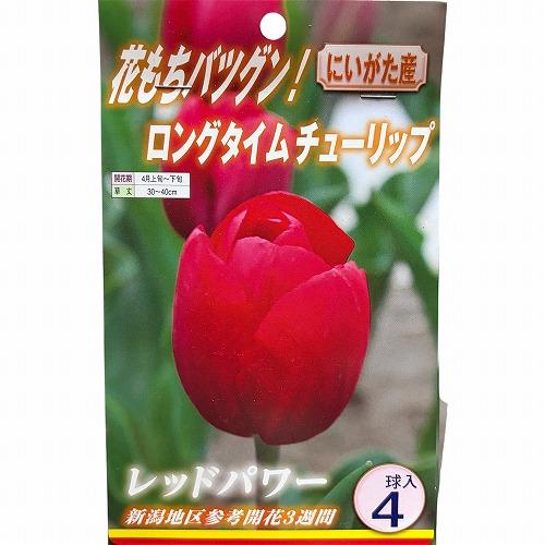 球根　ロングタイムチューリップ【5袋セット】　秋・冬植え ガーデニング 花壇 5品種セット 福袋 |  | 02