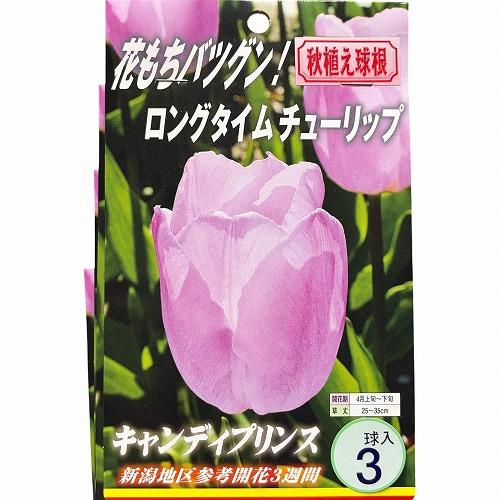 球根　ロングタイムチューリップ【5袋セット】　秋・冬植え ガーデニング 花壇 5品種セット 福袋 |  | 04