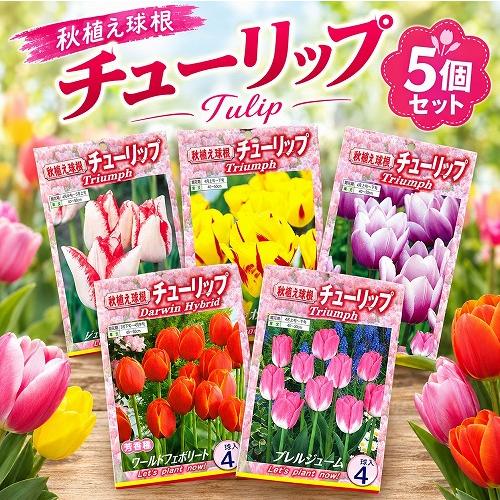 球根　チューリップ二色咲き【5袋セット】　秋・冬植え ガーデニング 花壇 品種おまかせ 福袋 | 