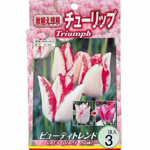 球根　チューリップ二色咲き【5袋セット】　秋・冬植え ガーデニング 花壇 品種おまかせ 福袋 |  | 01