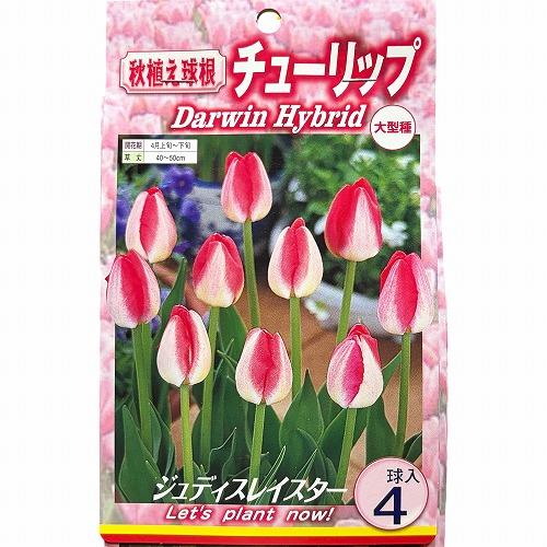 球根　チューリップ二色咲き【5袋セット】　秋・冬植え ガーデニング 花壇 品種おまかせ 福袋 |  | 02